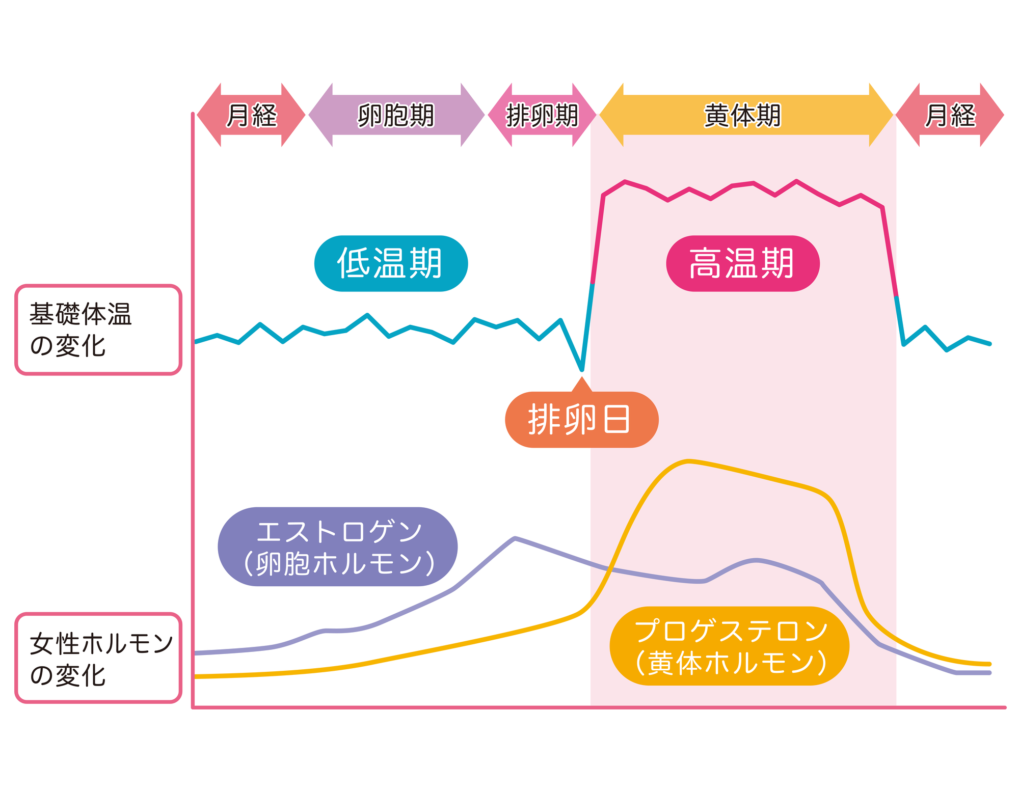 基礎体温のリズムと変化について